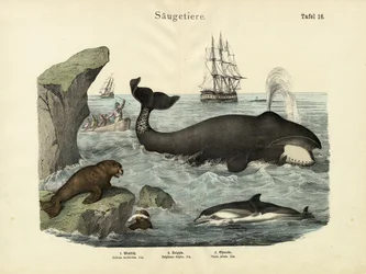 Säugetiere, um 1860